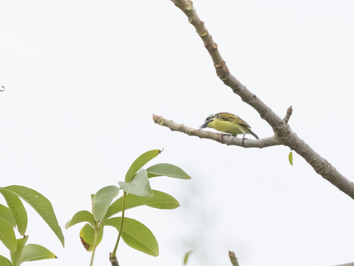 Yellow-fronted Tinkerbird - ML646536728