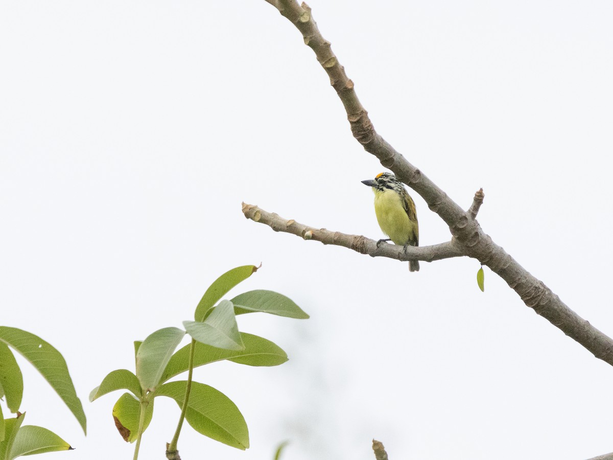 Yellow-fronted Tinkerbird - ML646536729