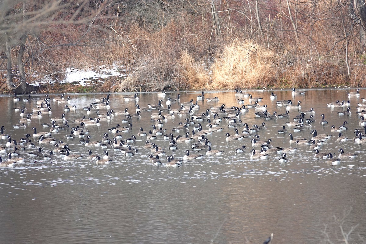 Canada Goose - ML646536730