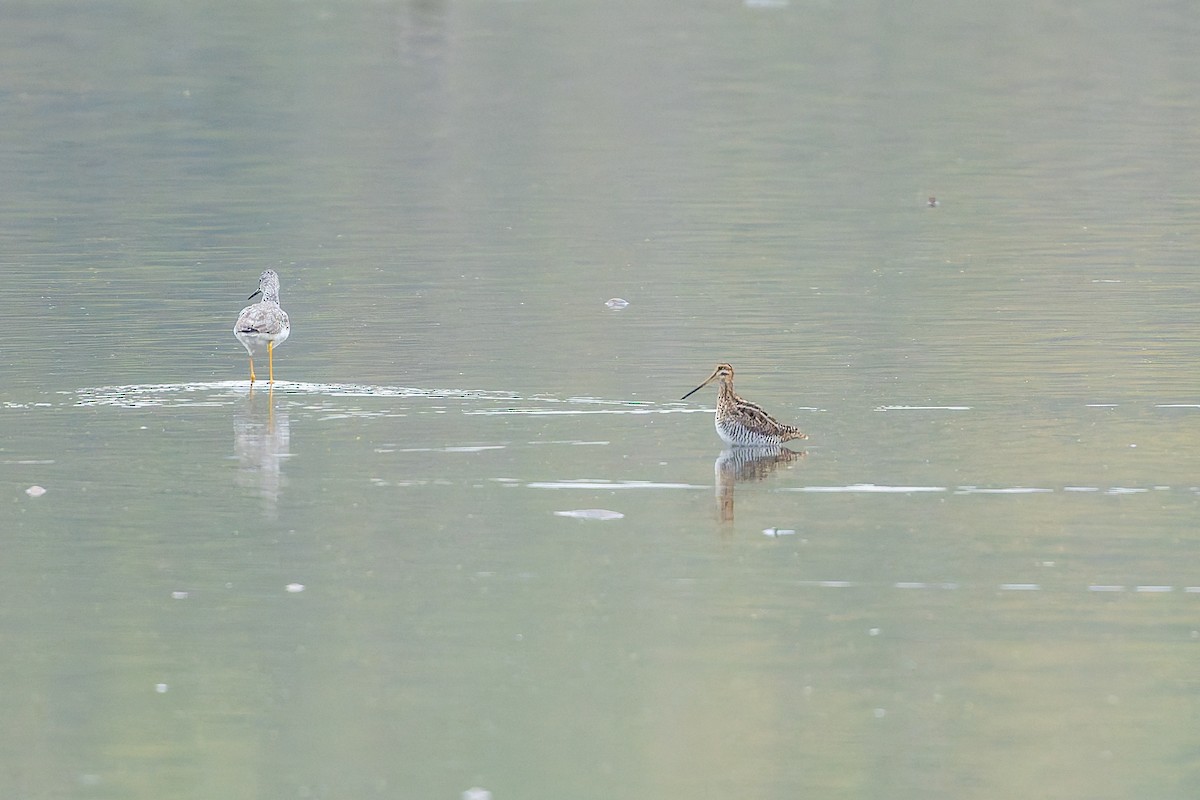 Wilson's Snipe - ML646536731