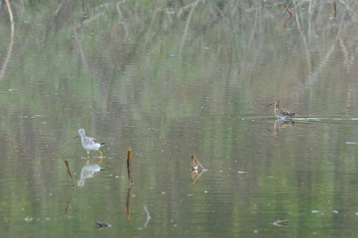 Wilson's Snipe - ML646536732
