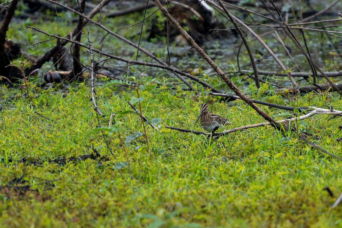 Wilson's Snipe - ML646536733