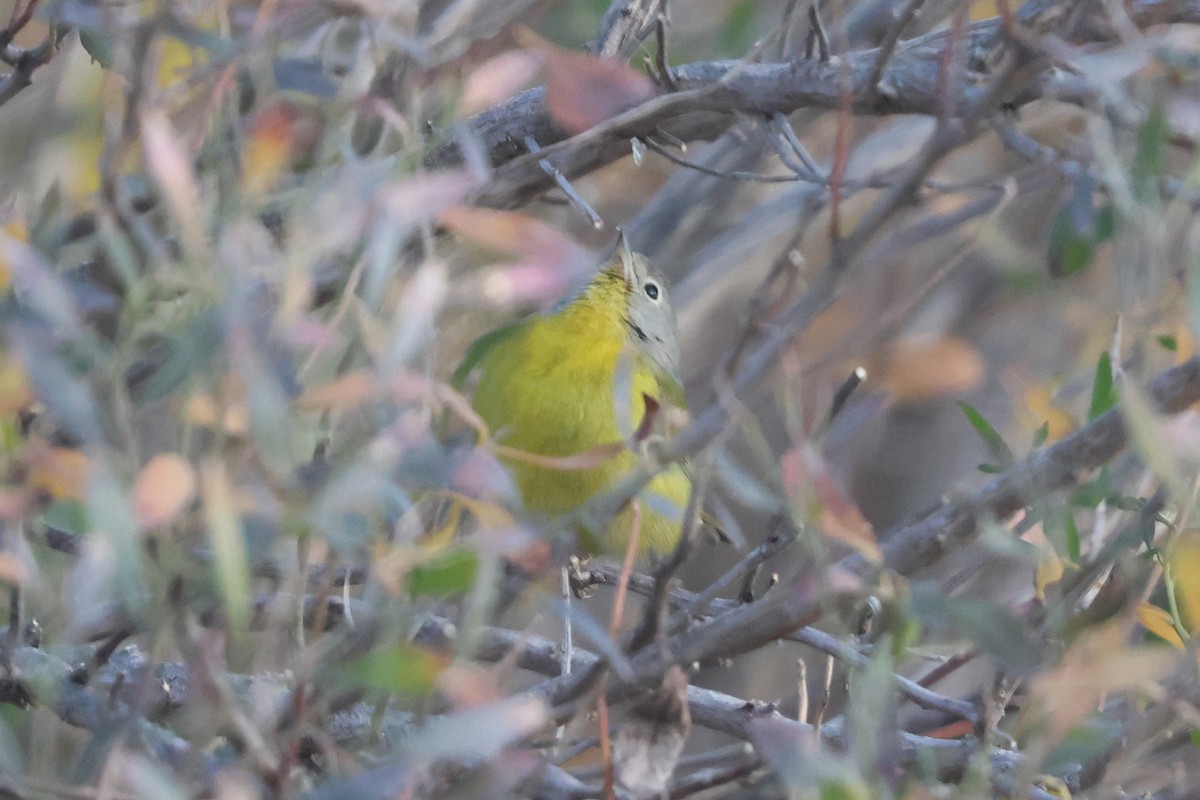 Nashville Warbler - ML646536735