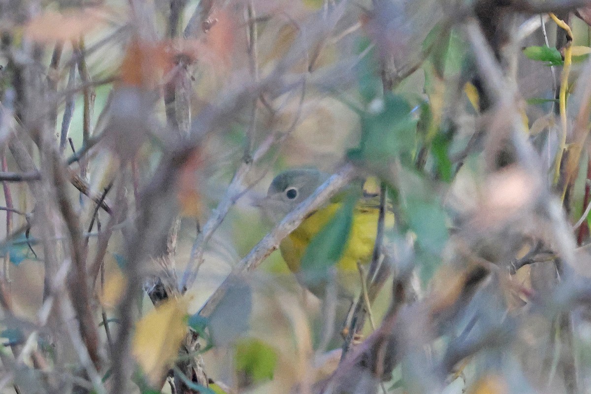 Nashville Warbler - ML646536736