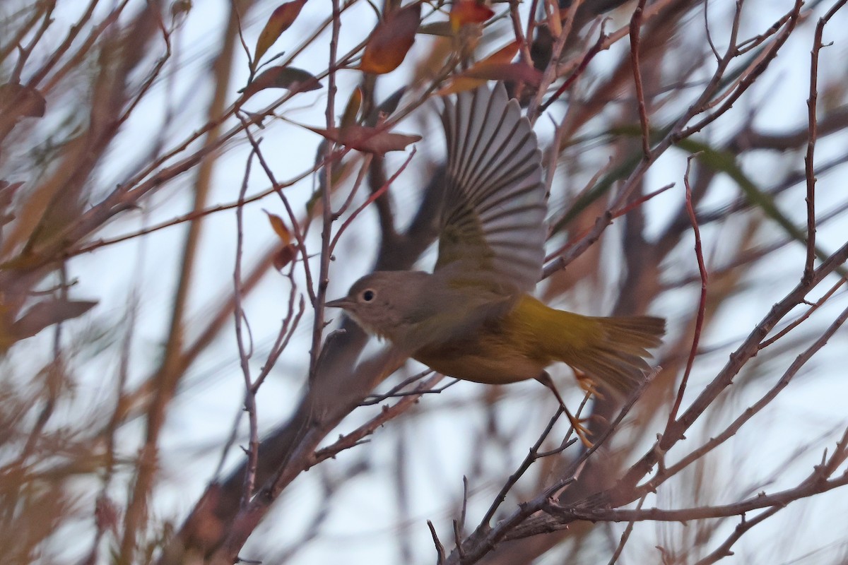 Nashville Warbler - ML646536737