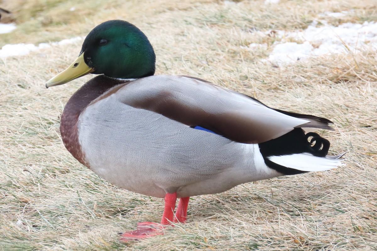 Mallard - ML646536738