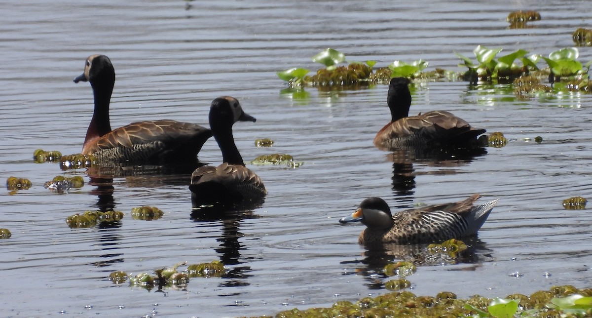 White-faced Whistling-Duck - ML646536739