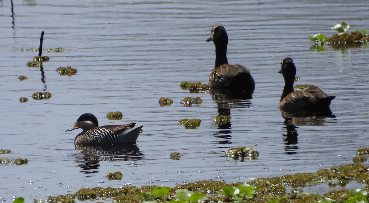 White-faced Whistling-Duck - ML646536740