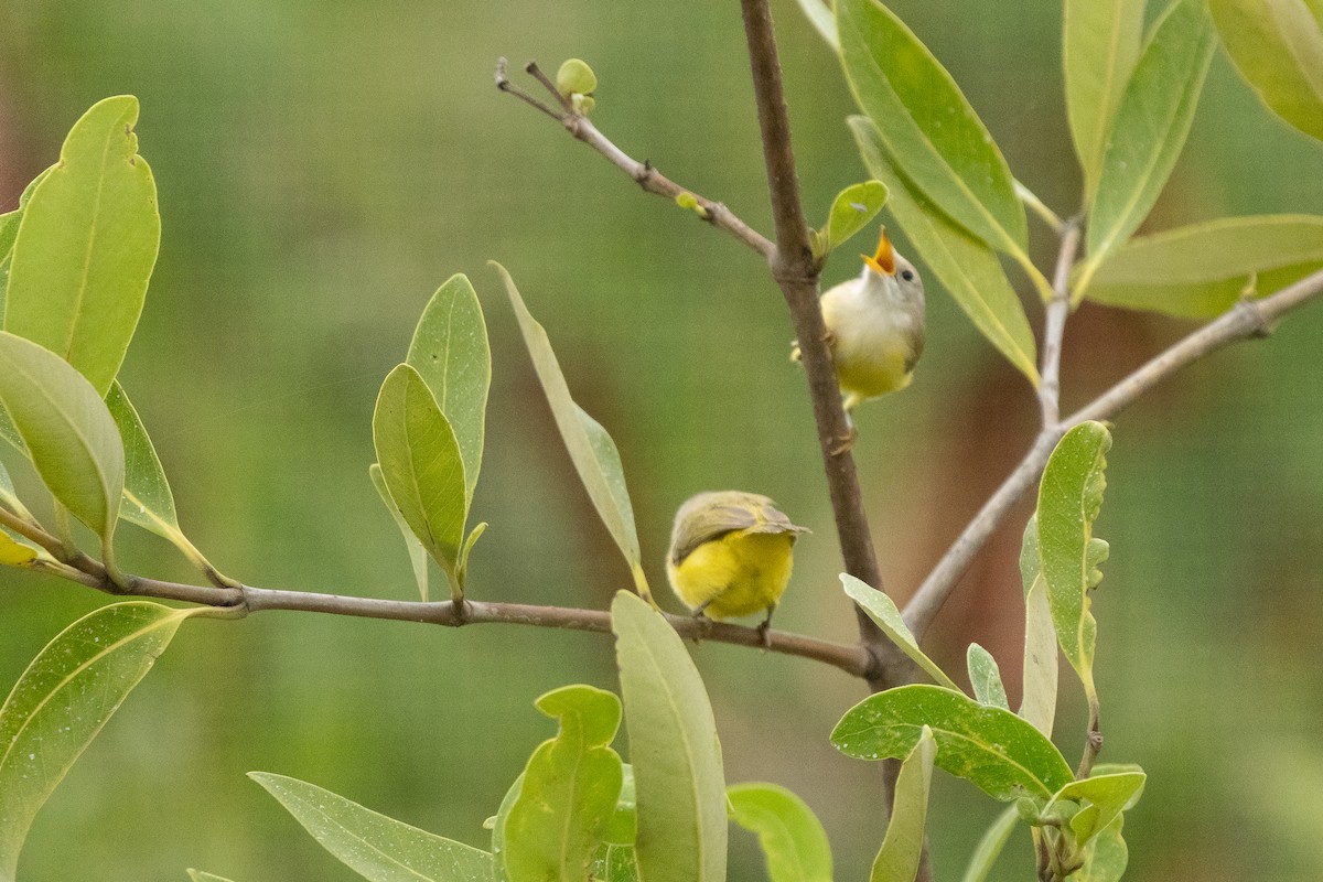 Senegal Eremomela - ML646536742