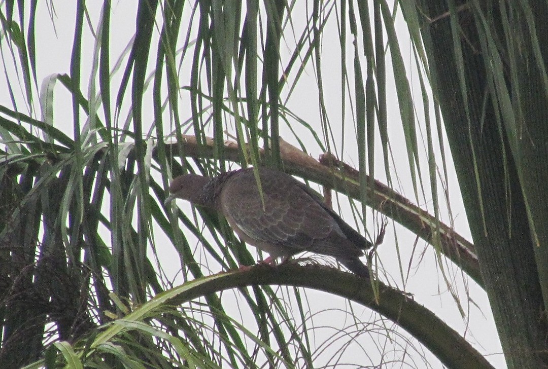 Picazuro Pigeon - ML646536743