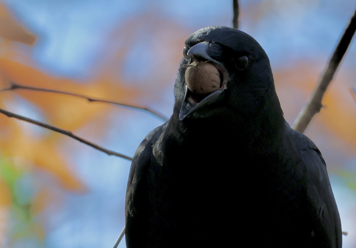 American Crow - ML646536744