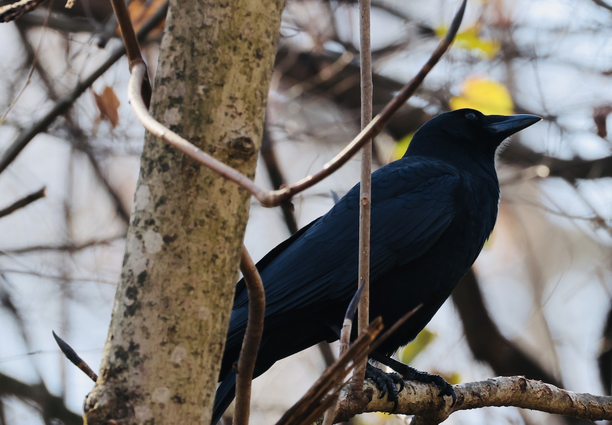 American Crow - ML646536747