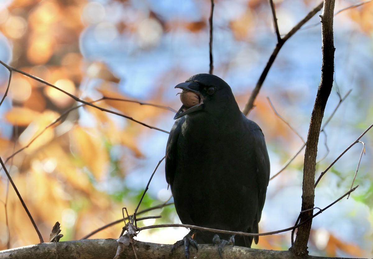American Crow - ML646536748