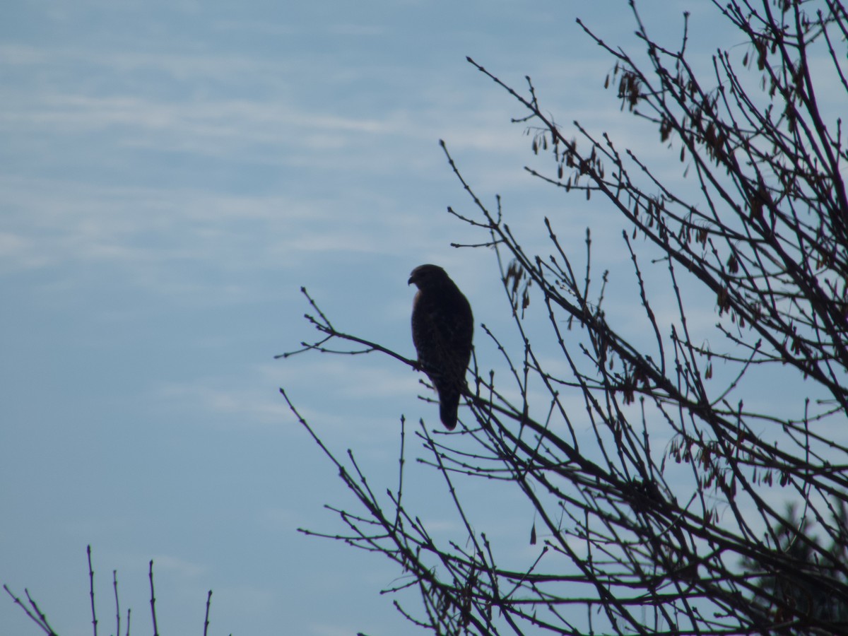Red-shouldered Hawk - ML646536749