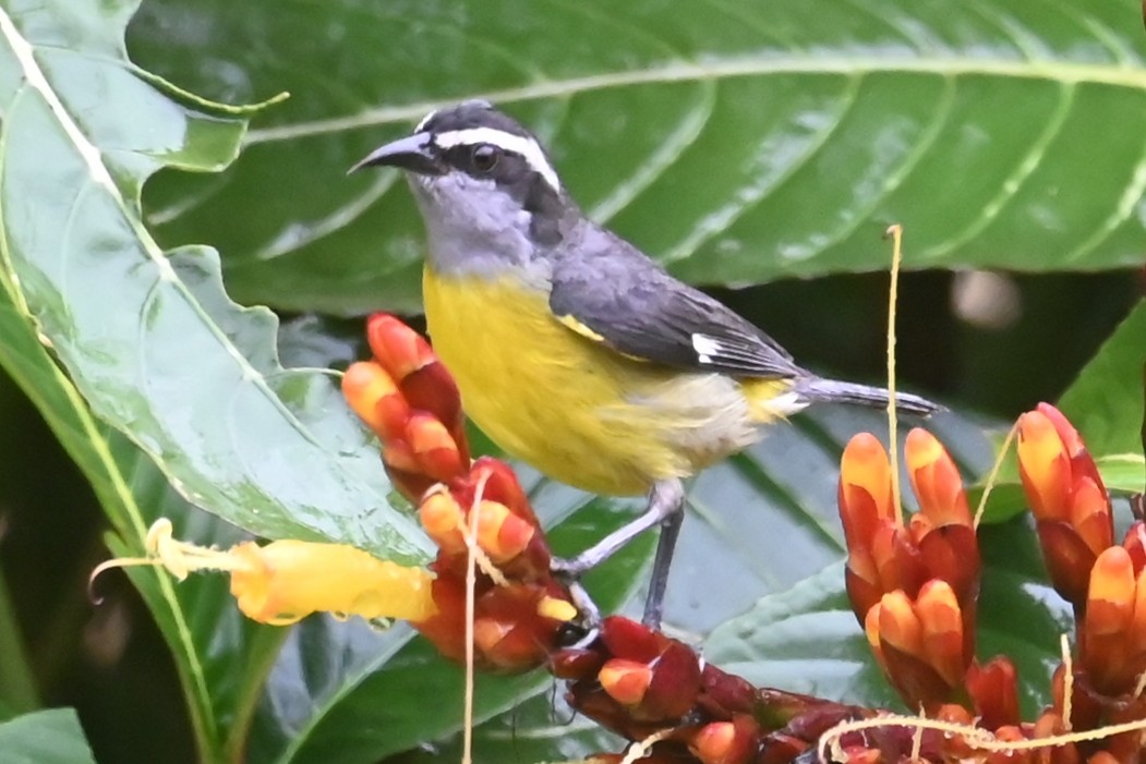 Bananaquit - ML646536750