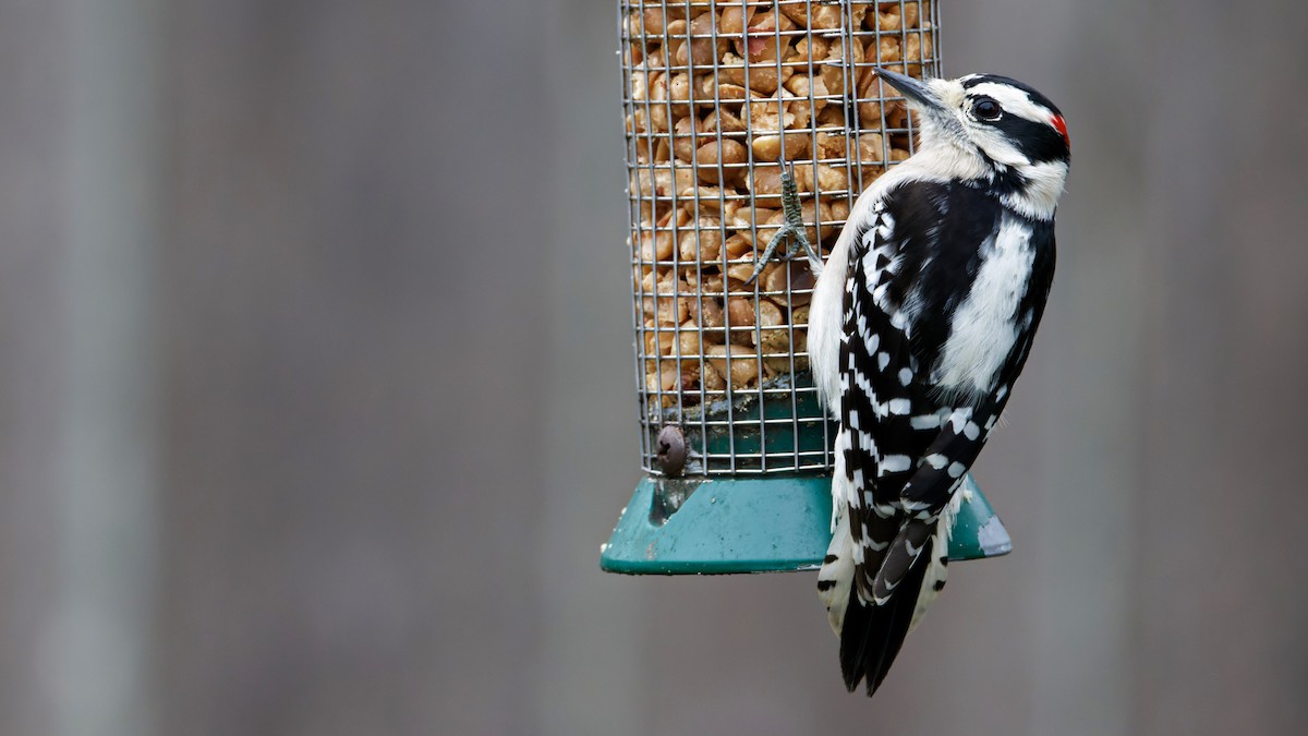 Downy Woodpecker - ML646536751