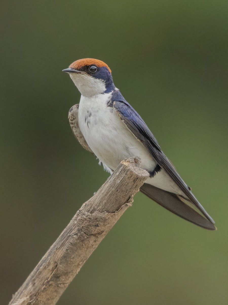 Wire-tailed Swallow - ML646536752