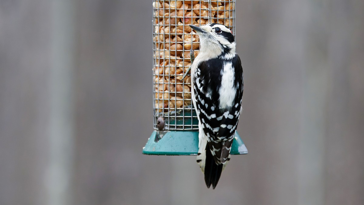 Downy Woodpecker - ML646536753