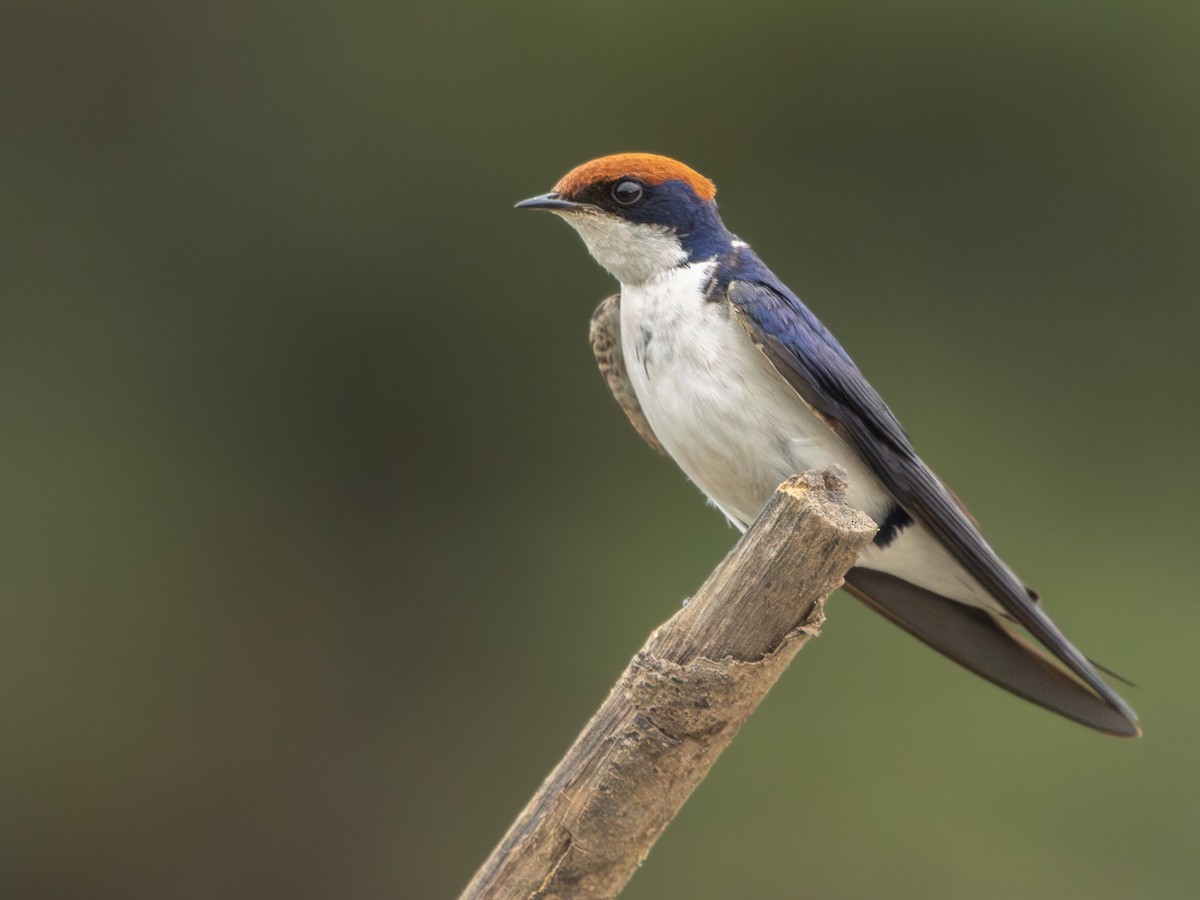 Wire-tailed Swallow - ML646536754