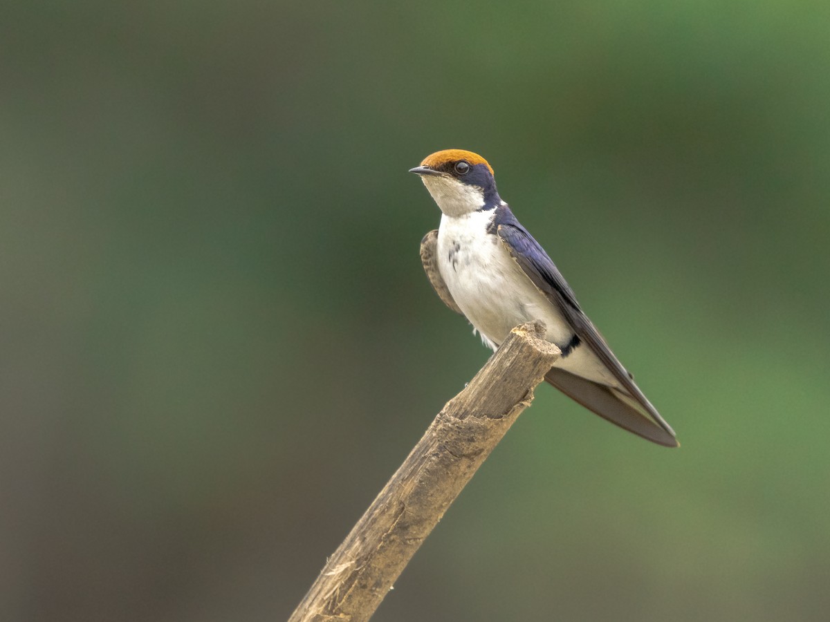 Wire-tailed Swallow - ML646536755