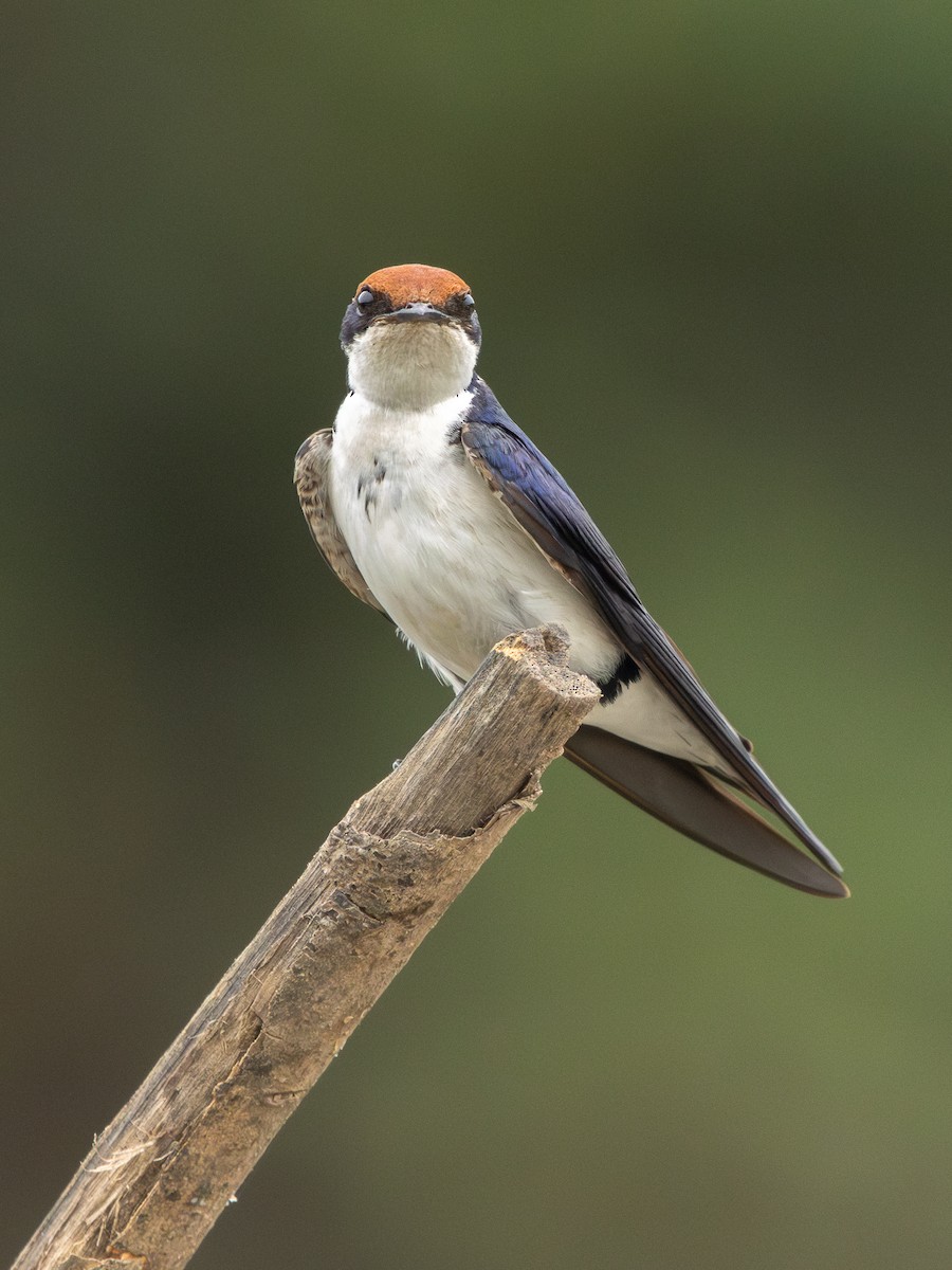 Wire-tailed Swallow - ML646536756