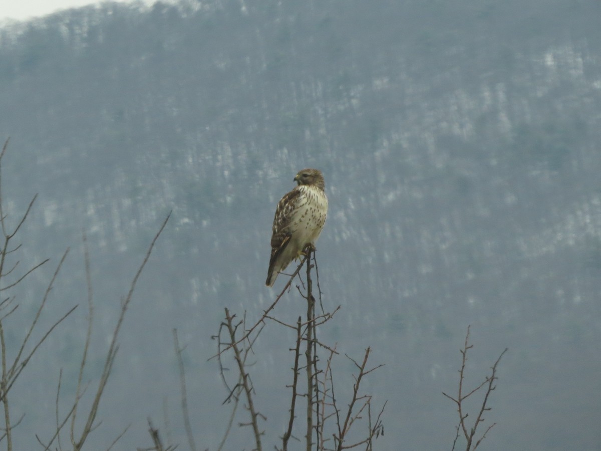 Red-shouldered Hawk - ML646536758
