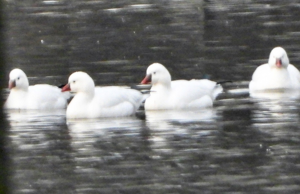 Ross's Goose - ML646536761