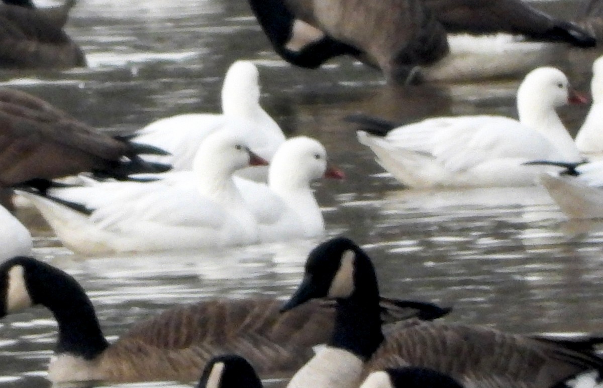 Ross's Goose - ML646536762