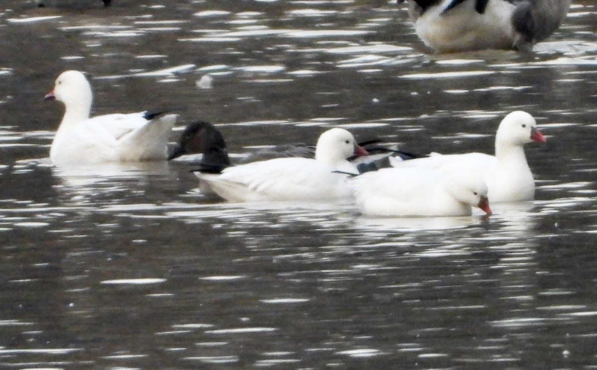 Ross's Goose - ML646536763