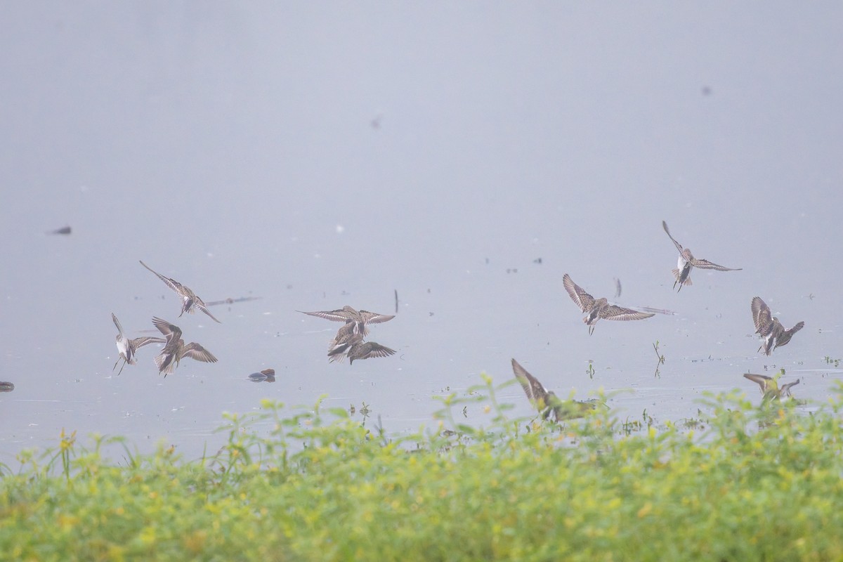 Least Sandpiper - ML646536764