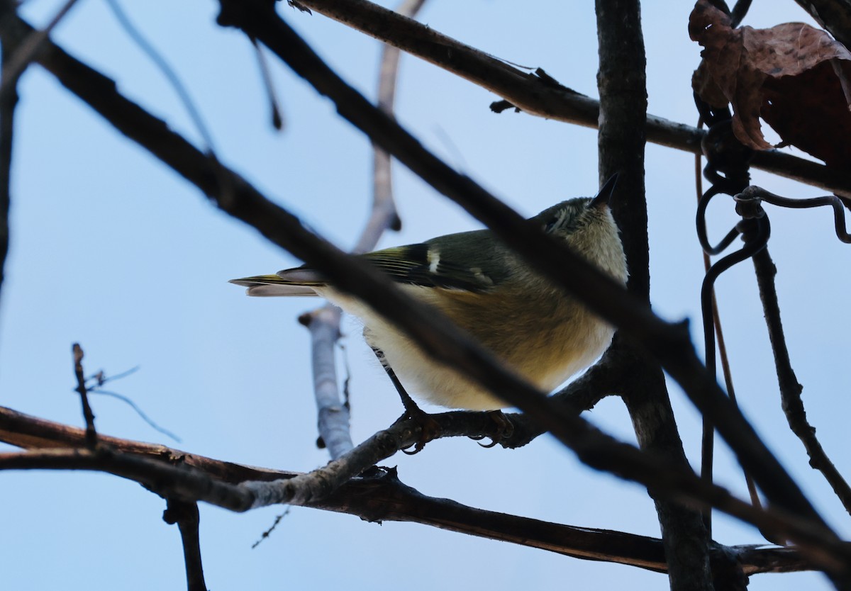 Ruby-crowned Kinglet - ML646536765