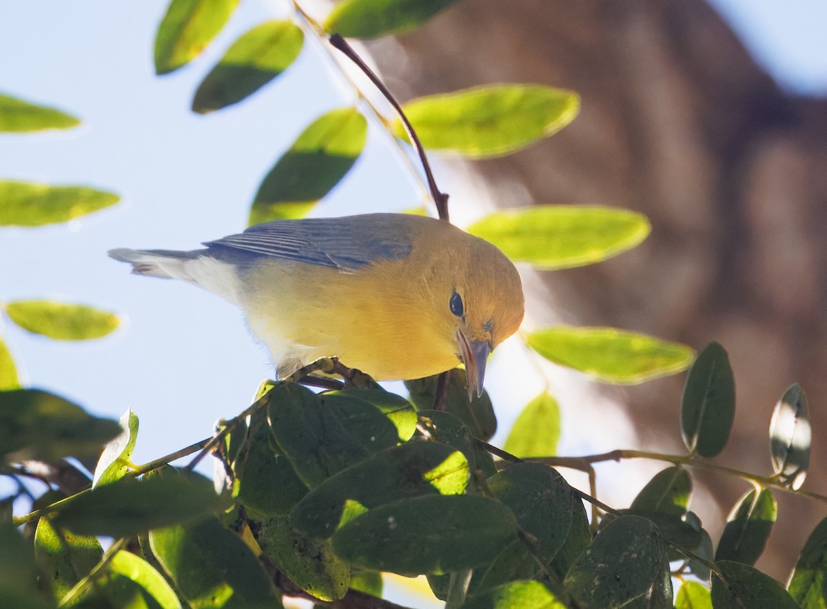 Prothonotary Warbler - ML646536766