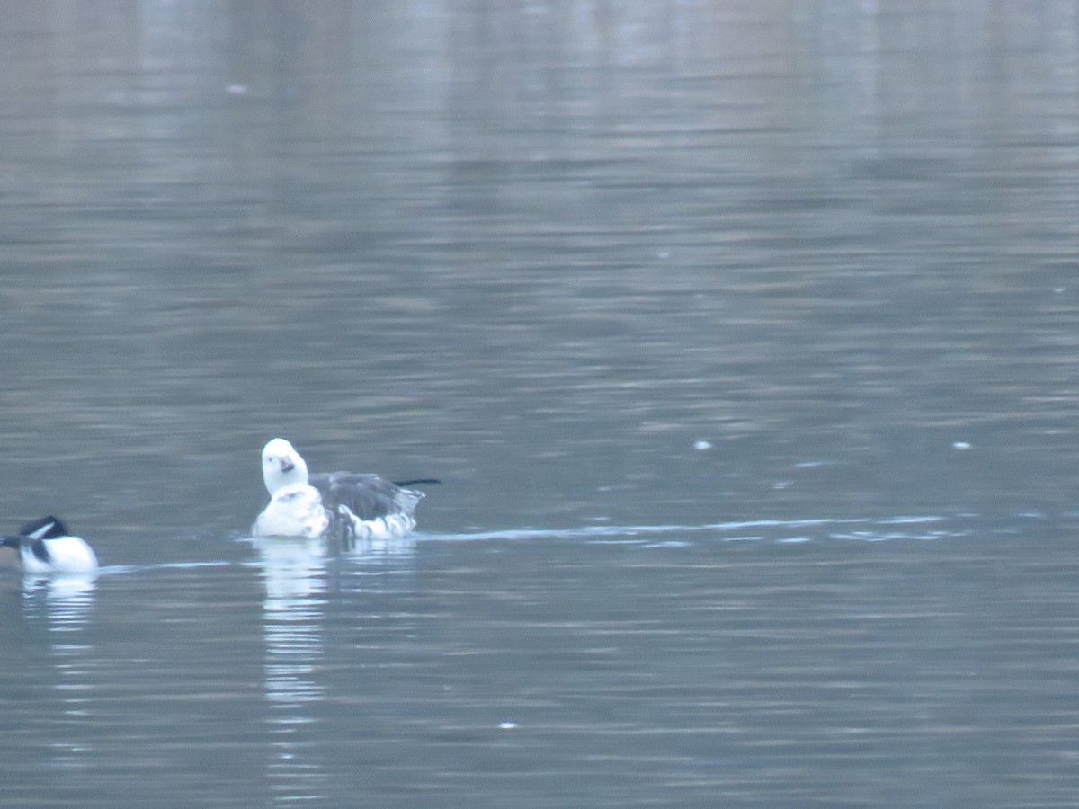 Ross's x Cackling Goose (hybrid) - ML646536767