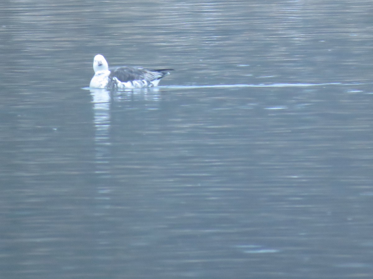 Ross's x Cackling Goose (hybrid) - ML646536768