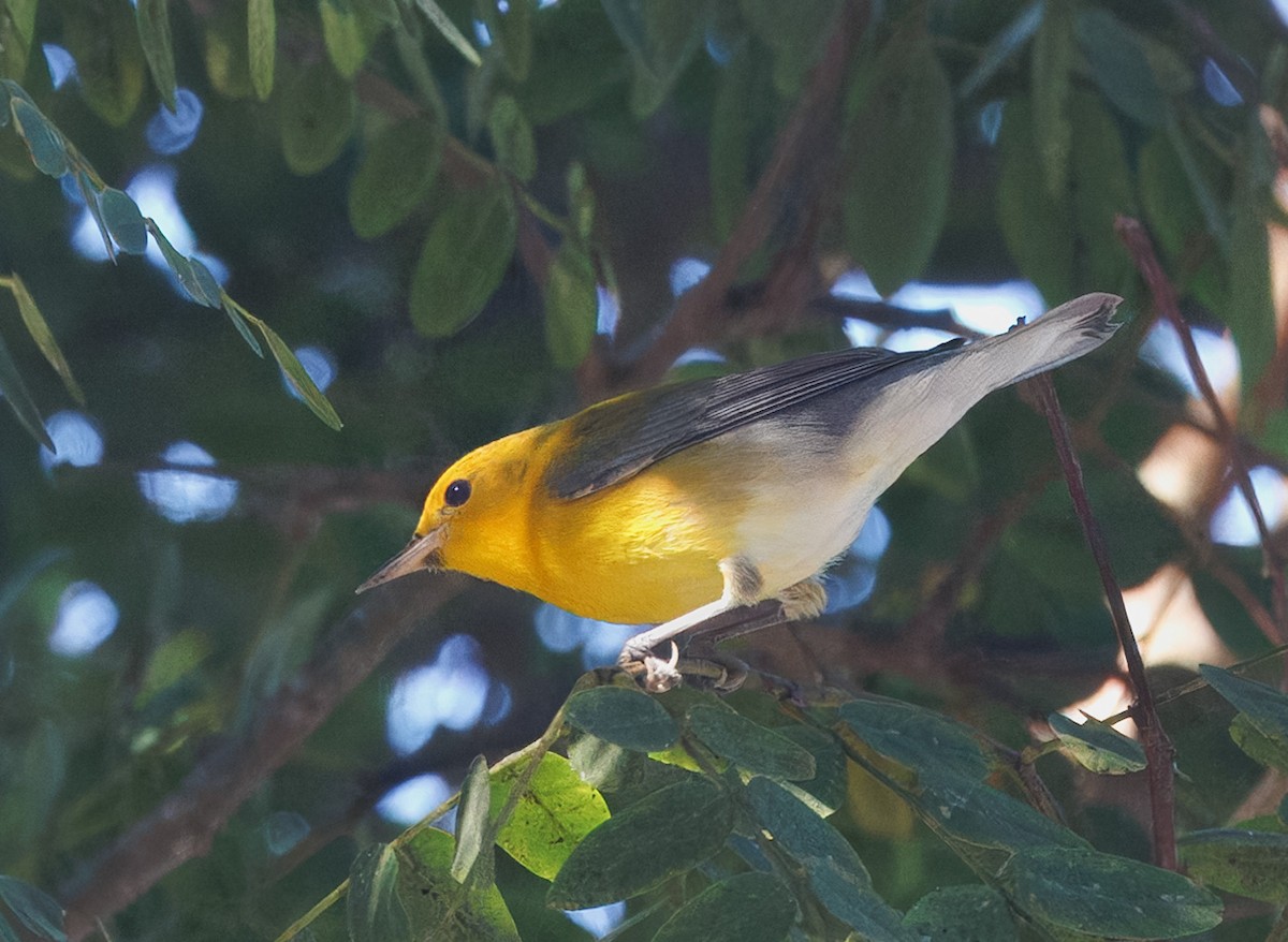 Prothonotary Warbler - ML646536769