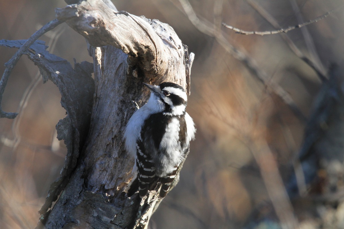 Downy Woodpecker - ML646536770
