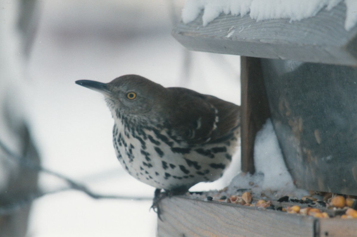 Kahverengi Çöpçü - ML646536771