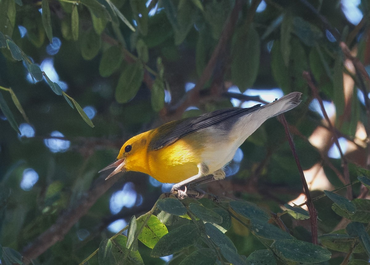 Prothonotary Warbler - ML646536772