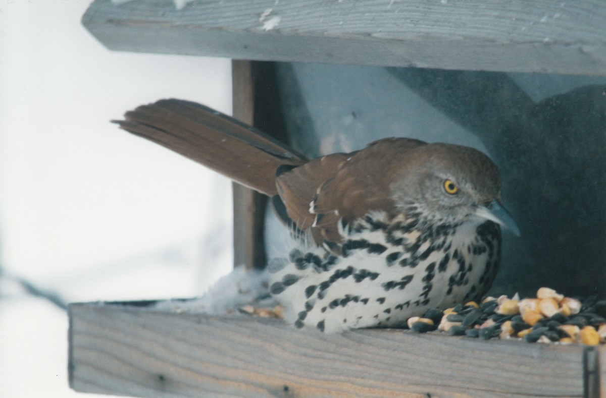 Kahverengi Çöpçü - ML646536773