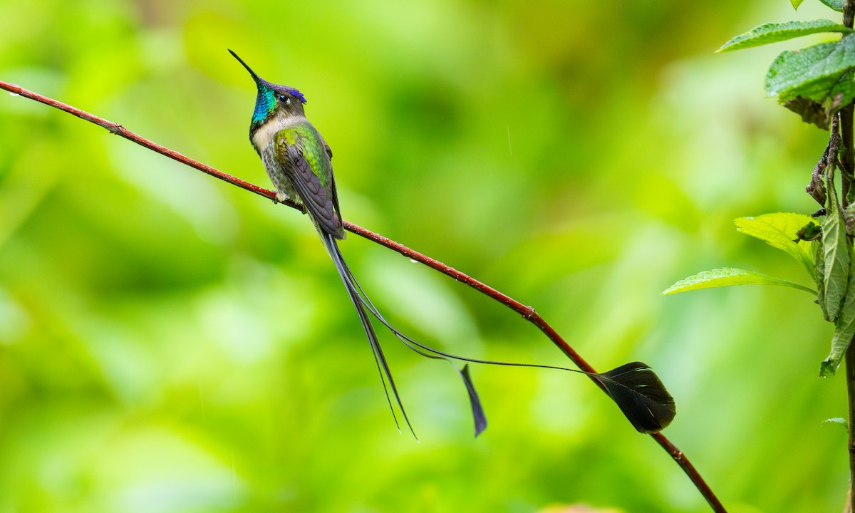 Marvelous Spatuletail - ML646536774