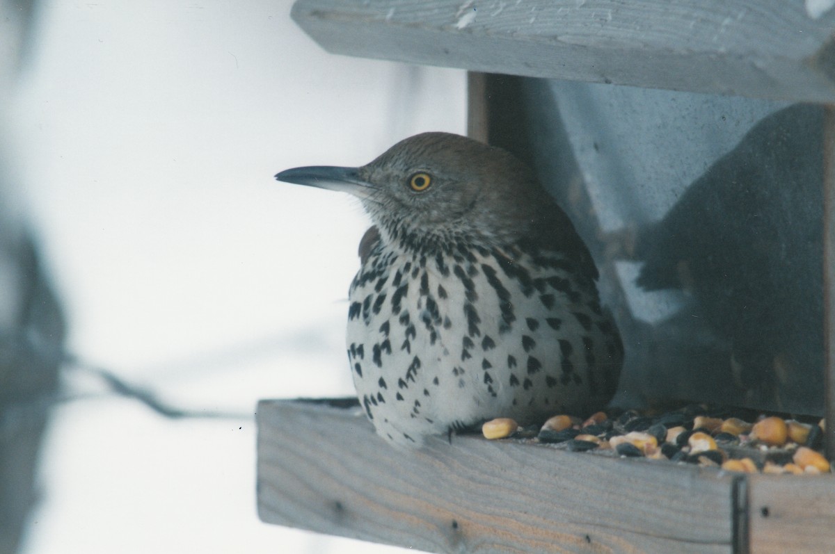 Kahverengi Çöpçü - ML646536775