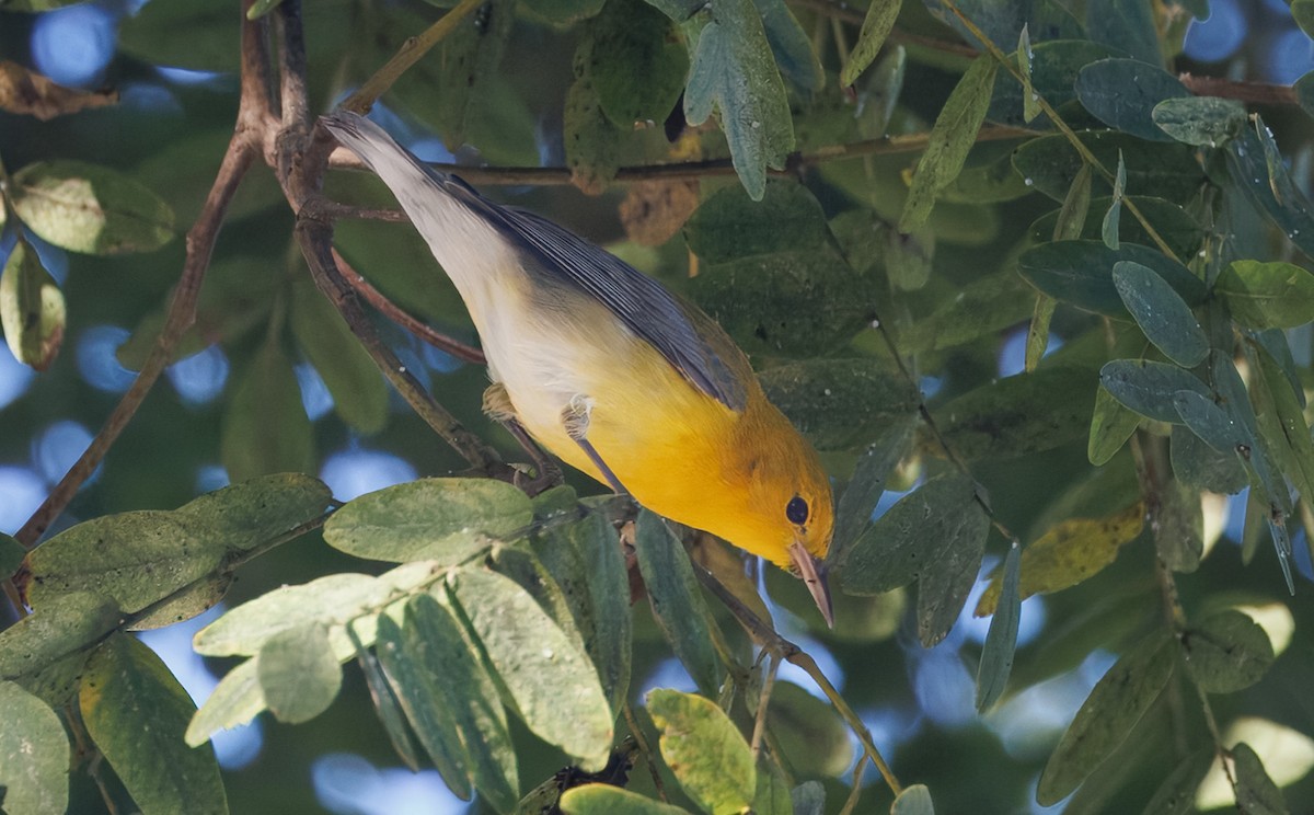 Prothonotary Warbler - ML646536776