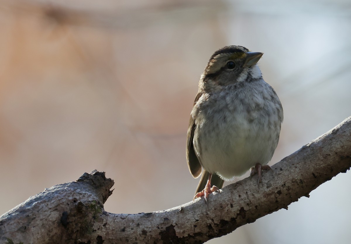 White-throated Sparrow - ML646536777