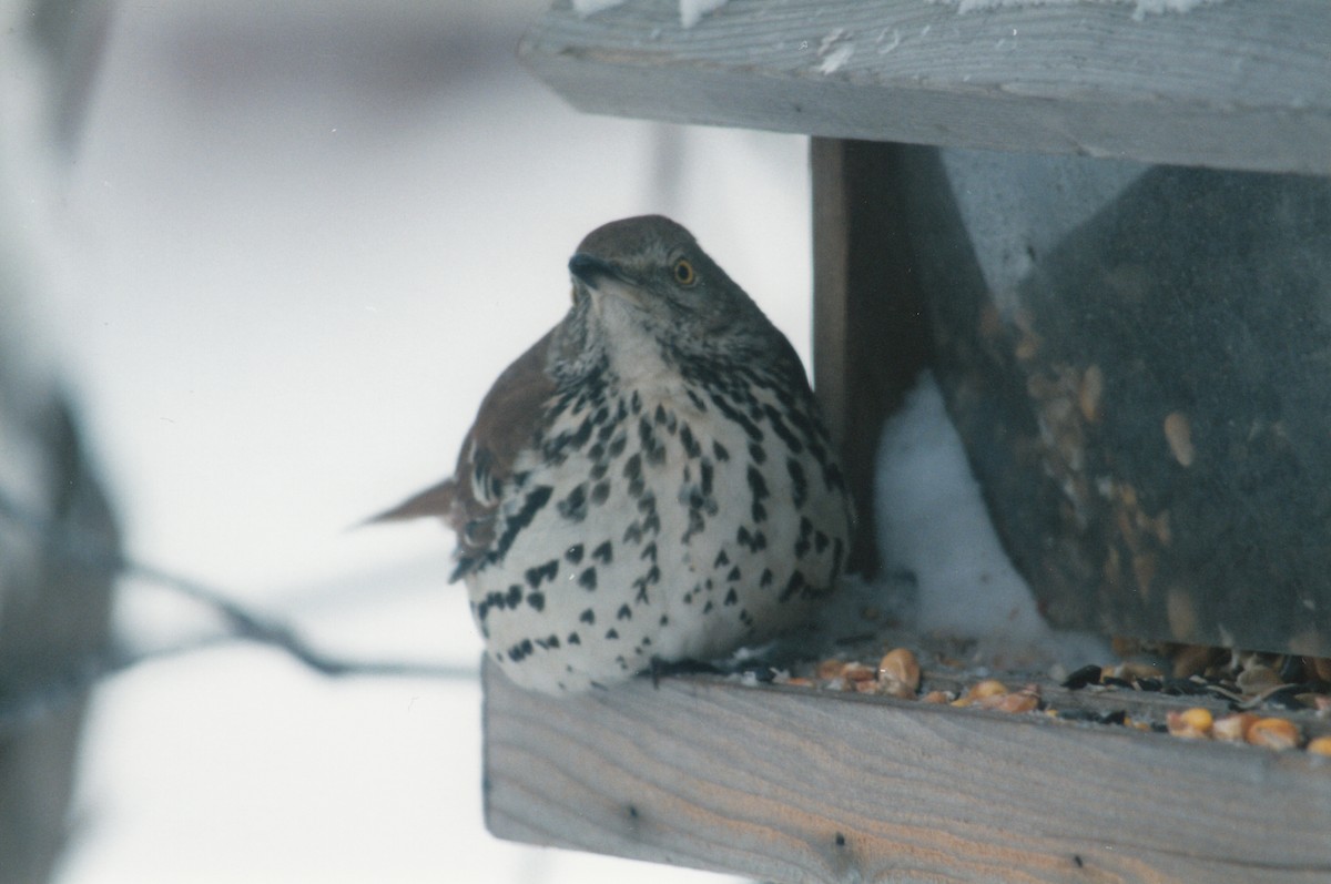 Kahverengi Çöpçü - ML646536778