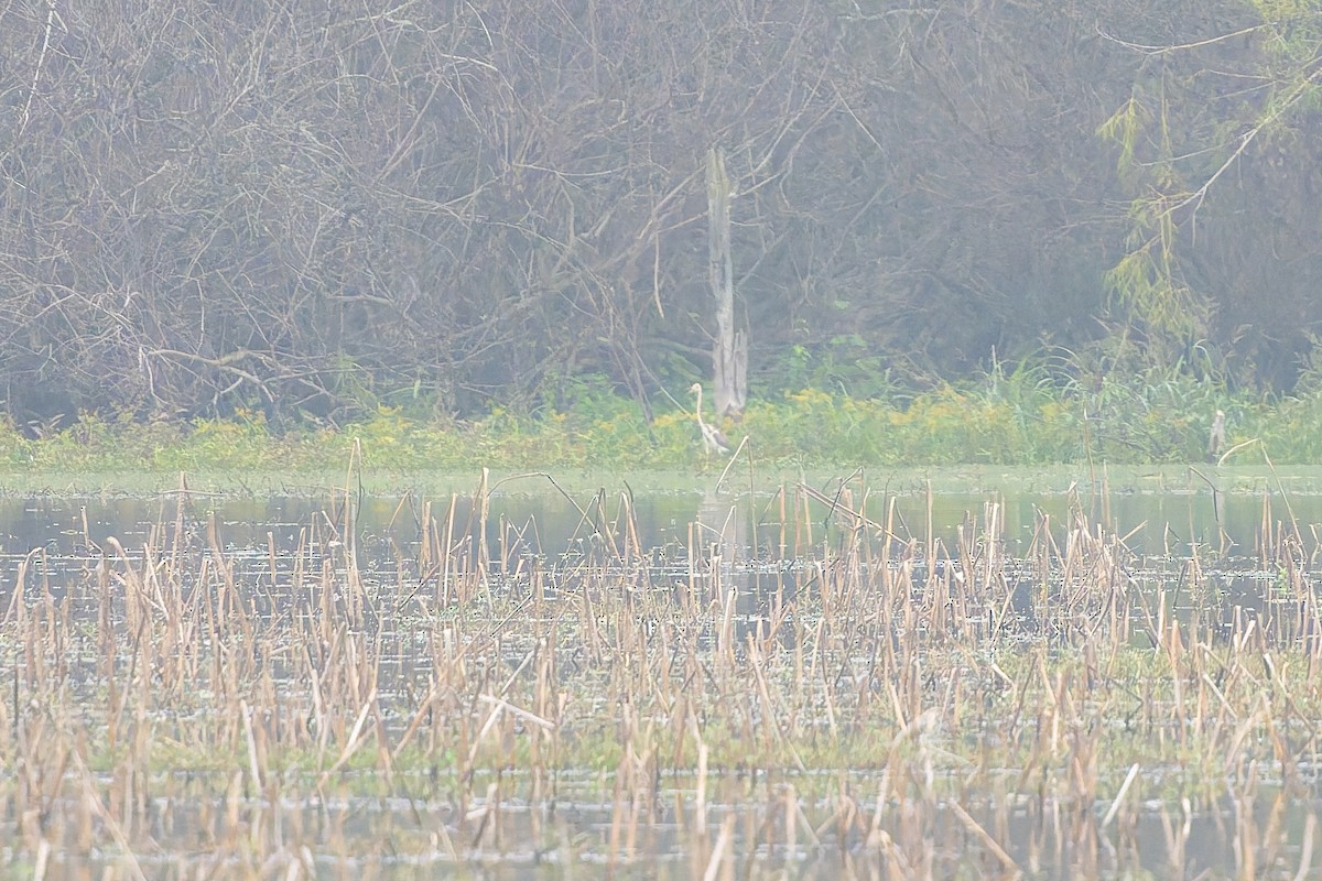 Tricolored Heron - ML646536779