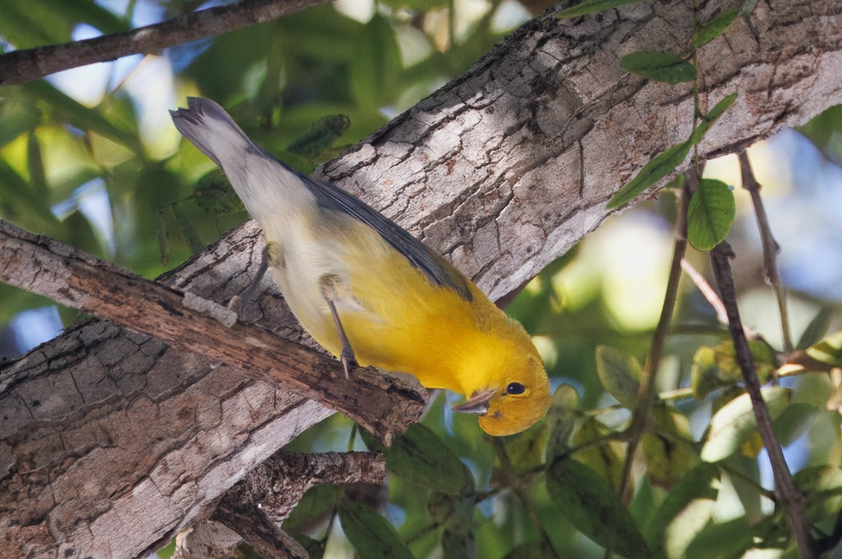 Prothonotary Warbler - ML646536782
