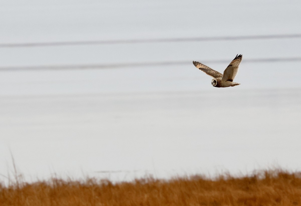 Zingira-hontza - ML646536783