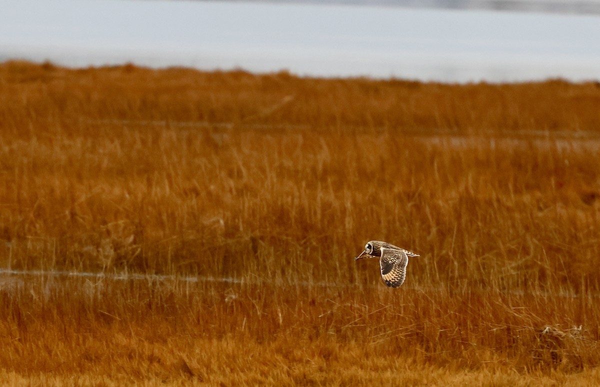 Zingira-hontza - ML646536784