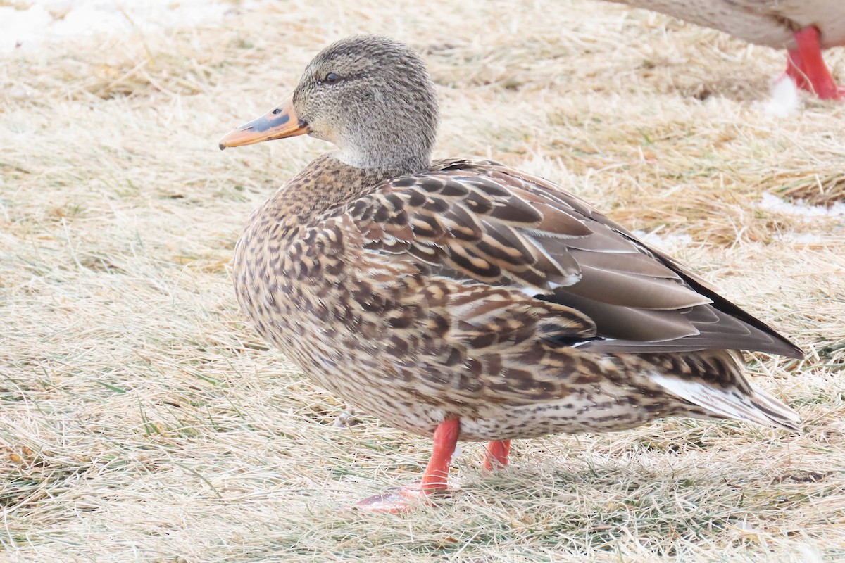 stokkand - ML646536785