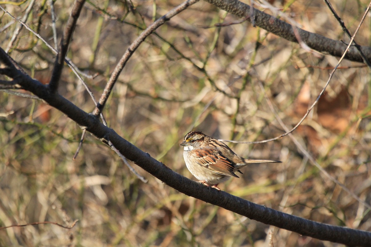 White-throated Sparrow - ML646536786